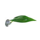 Folha de descanso para peixe